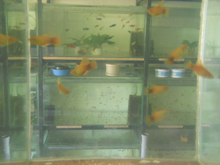 august 2011 385 - pesti din crescatorie