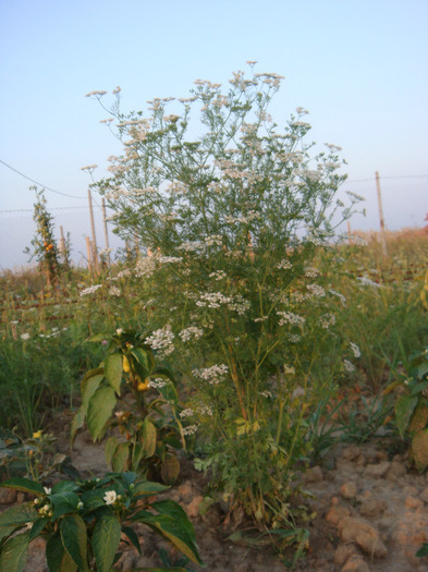 Coriandru - Gradina