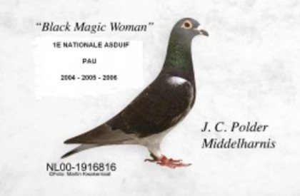 jan polder - Pigeons Maraton