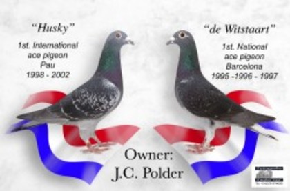 jan polder - Pigeons Maraton