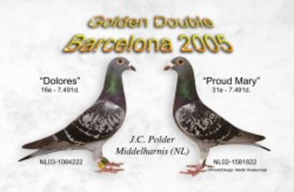 jan polder - Pigeons Maraton