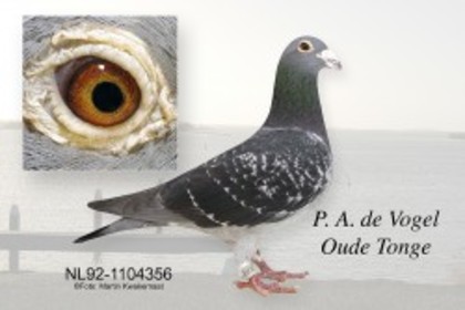 piet de vogel - Pigeons Maraton