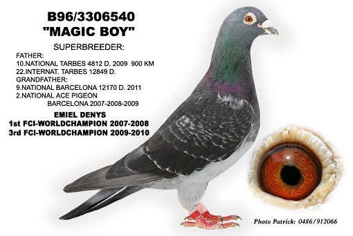 3306540-96 Magic Boy - Pigeons Maraton