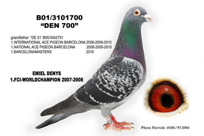 3101700-01  FCI Nr.1 - Pigeons Maraton