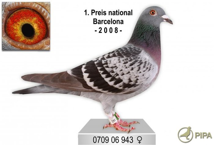 0709-06-943 Rutz and Sons - Pigeons Maraton
