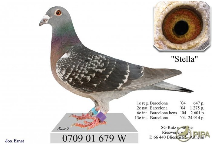 0709-01-679_Wanroy - Pigeons Maraton