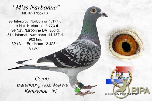 batenburg  Miss Narbonne - Pigeons Maraton