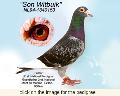 Son Witbuik(1) - Pigeons Maraton