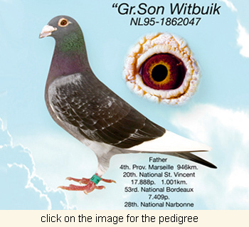 Grson Witbuik(1) - Pigeons Maraton