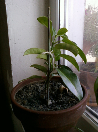 stephanotis; stephanotis, deocamdata fara flori , in faza de crestere
