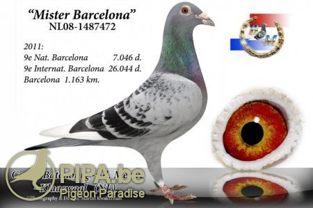 mr.barcelona_batenburg-merwe - Pigeons Maraton