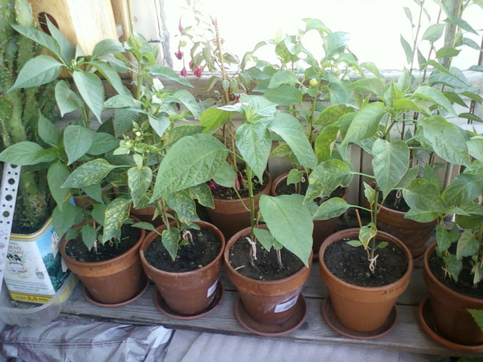 my picture-august 2011 114 - ardei iuti si plante aromatice