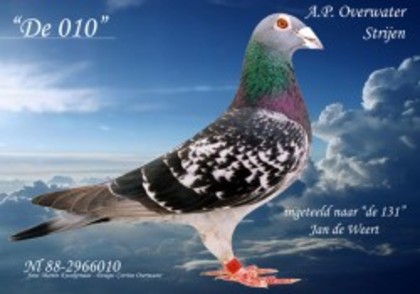 overwater - Pigeons Maraton
