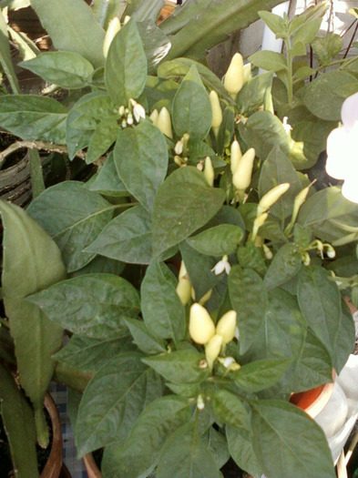 my pictures-27 august 2011 055 - ardei iuti si plante aromatice