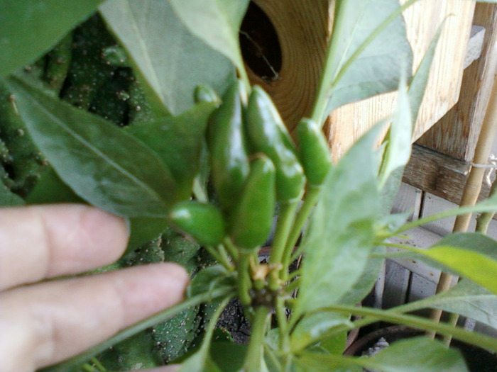 my pictures-27 august 2011 118 - ardei iuti si plante aromatice