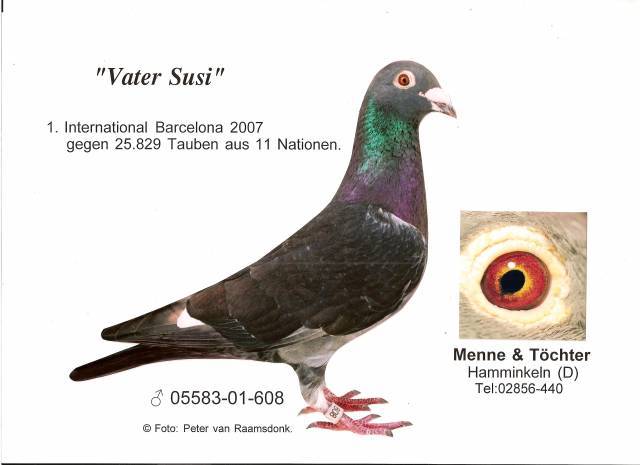 Vater_Susi. - Pigeons Maraton