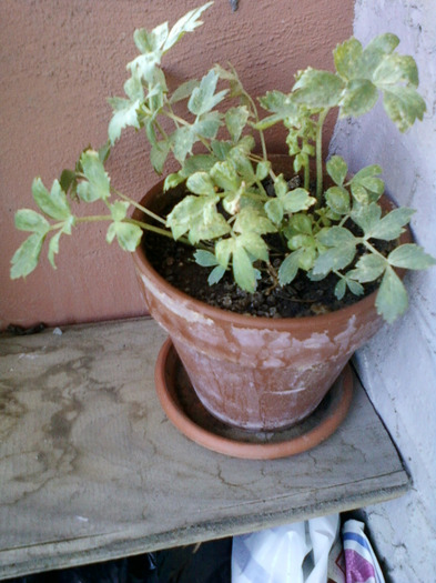 my pictures-27 august 2011 021 - ardei iuti si plante aromatice