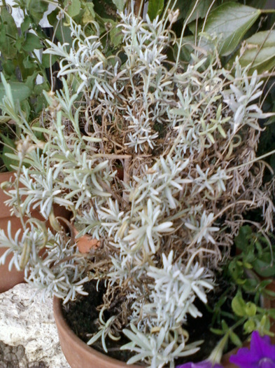 my pictures-27 august 2011 120 - ardei iuti si plante aromatice