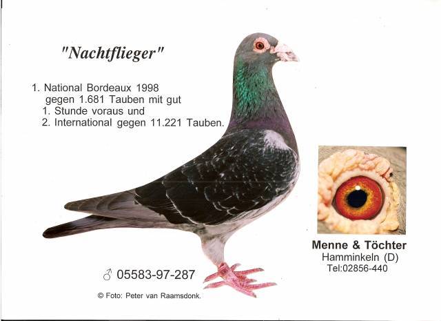 Nachtflieger. - Pigeons Maraton