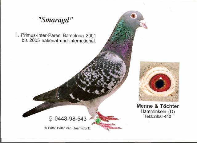 Smaragd. - Pigeons Maraton