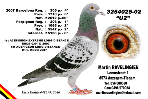 ravelingen_U2 - Pigeons Maraton