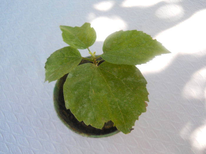 hibiscus Marycarstea