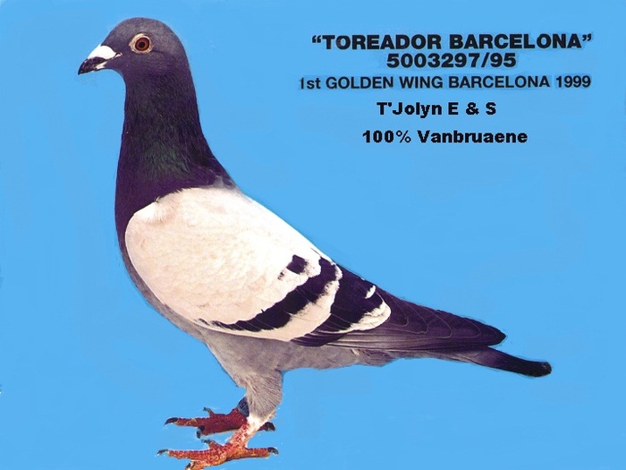 Golden Wing 1999 - Pigeons Maraton