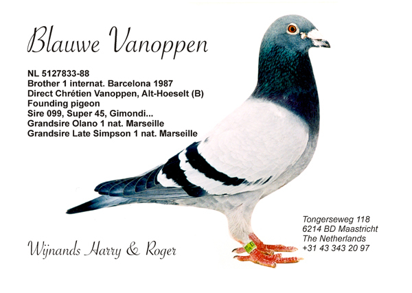 blauwevanoppen - Pigeons Maraton