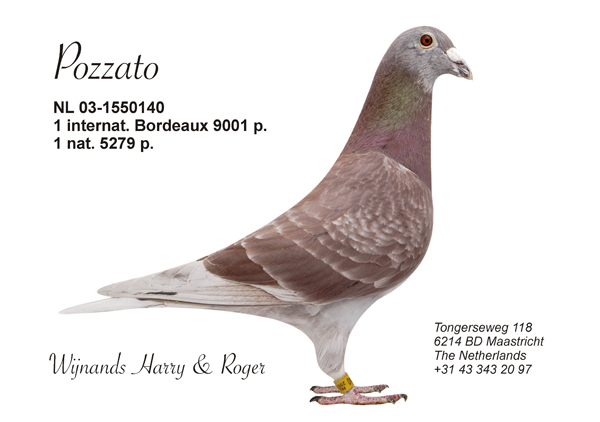 pozzato - Pigeons Maraton