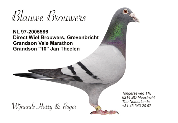 blauwebrouwers - Pigeons Maraton