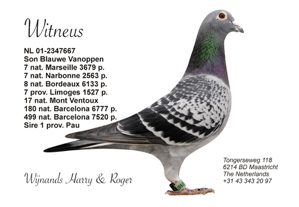 witneus - Pigeons Maraton