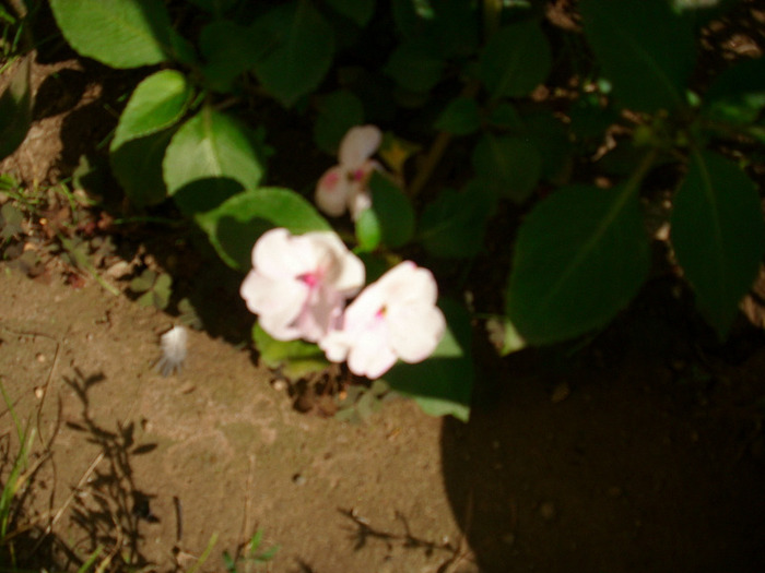 IMG_3622 - impatiens