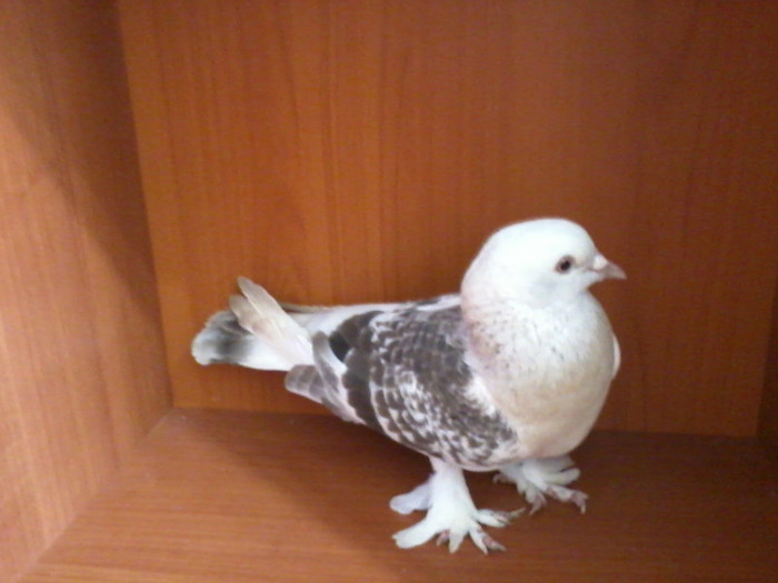 Fotografie0099; Takla
