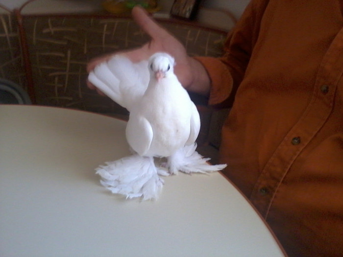 Fotografie0088; puisor siberian
