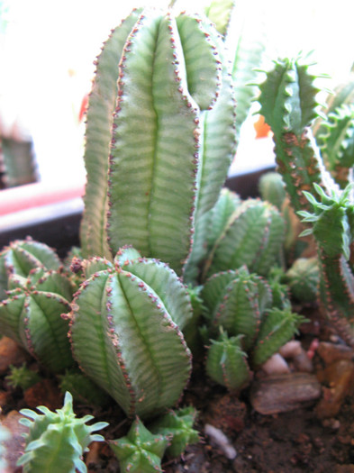 Euphorbia anoplia - EUPHORBIA - album foto 2
