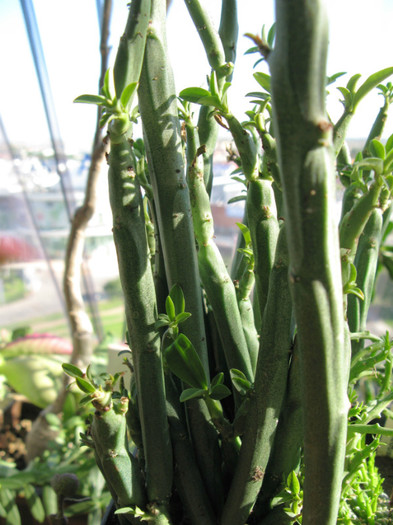 Euphorbia phosphorea