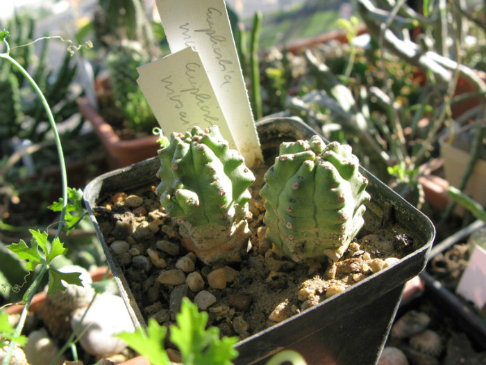 Euphorbia mosaica Somalia