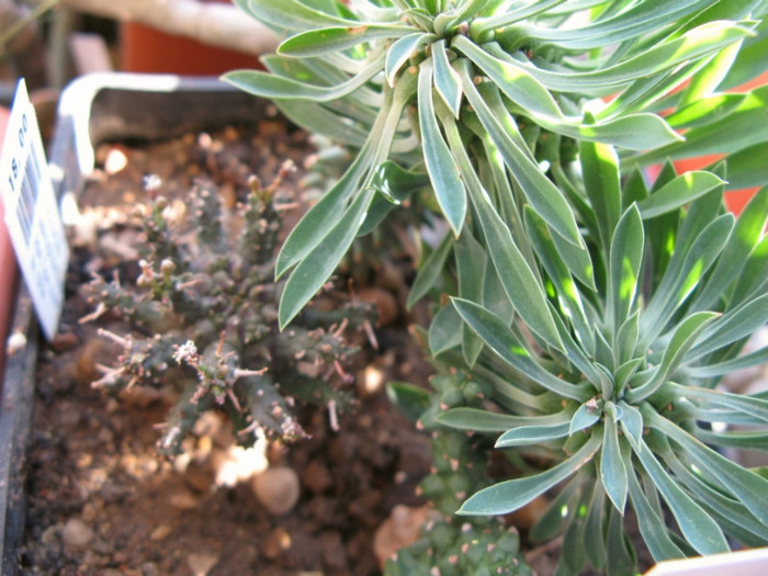 Euphorbia astrophora   (stanga)