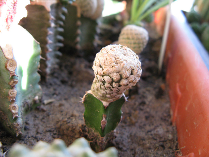 Euphorbia piscidermis