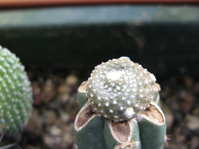 blossfeldia liliputana(altoit) - CACTACEAE - diverse specii si genuri