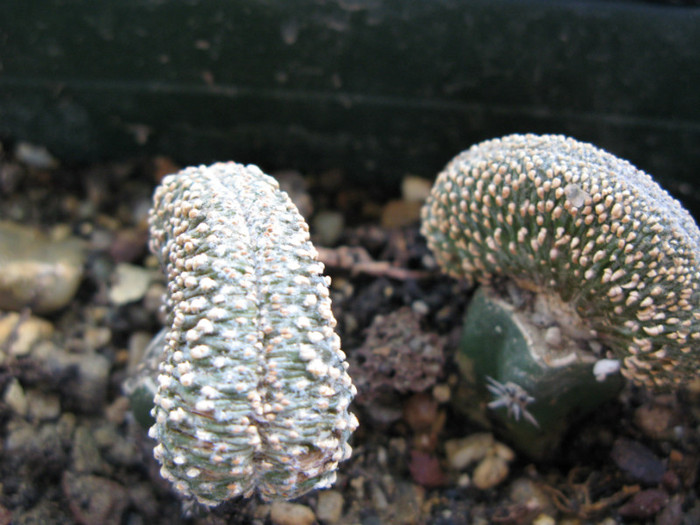 geohintonia mexicana forma cristata - CACTACEAE - diverse specii si genuri
