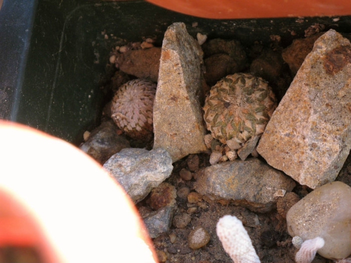 pelecyphora strobiliformis