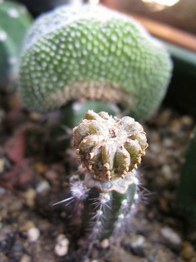 geohintonia mexicana