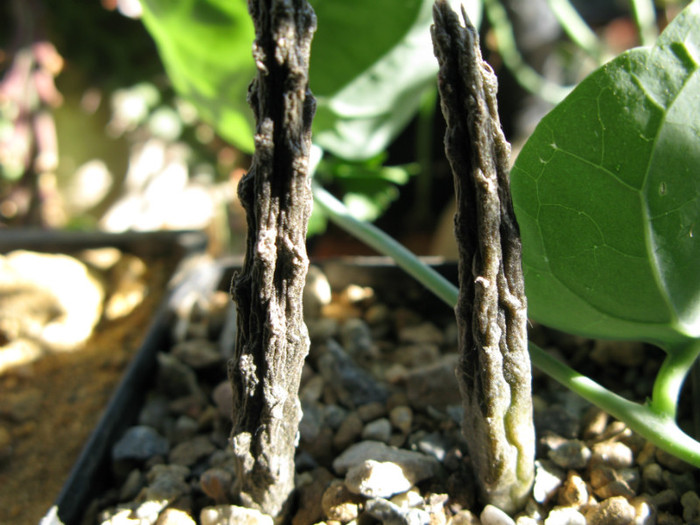 RHYTIDOCAULON macrolobum - Asclepiadaceae  Aizoaceae