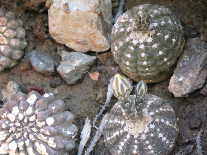 Gymnocalycium ragonesei (cu boboci)