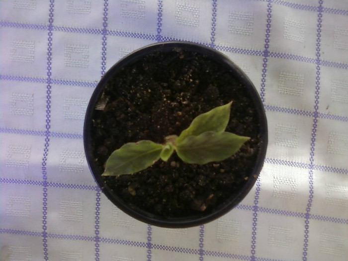  - Plante