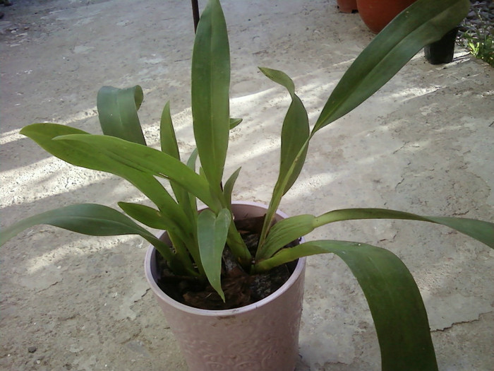 - Plante