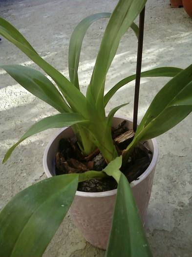  - Plante