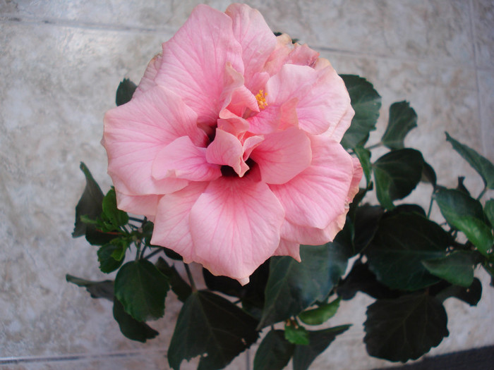 Classic Pink