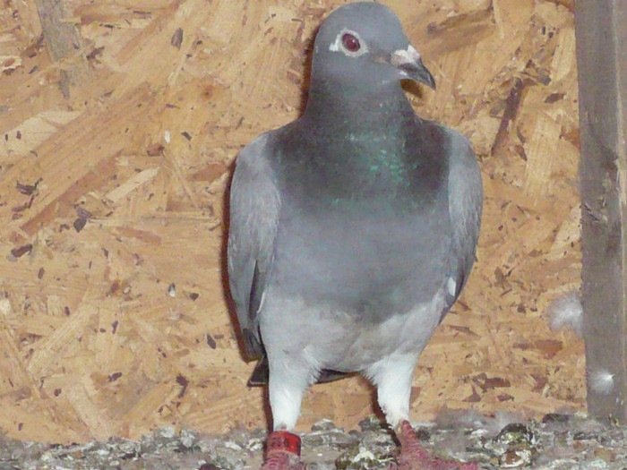 Dumitru Ionut Daniel - 4-SECTOR ZBURATORI